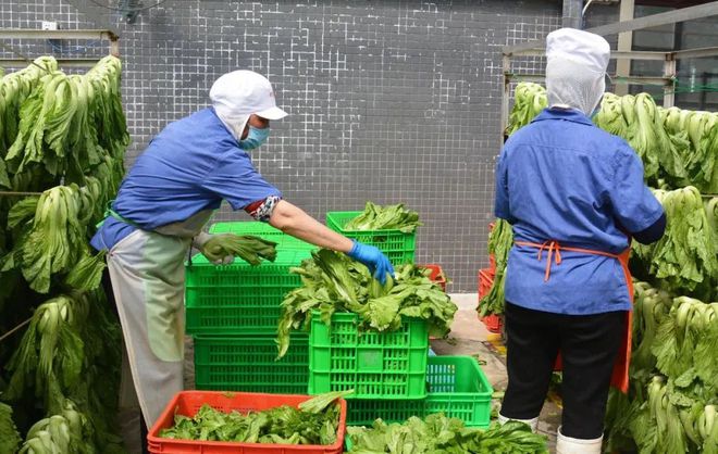 彭州农产品“持证上岗”，您的“菜篮子”“果盘子”我们用心呵护！
